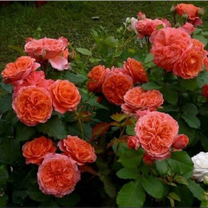 Pink, apricot shading - english rose